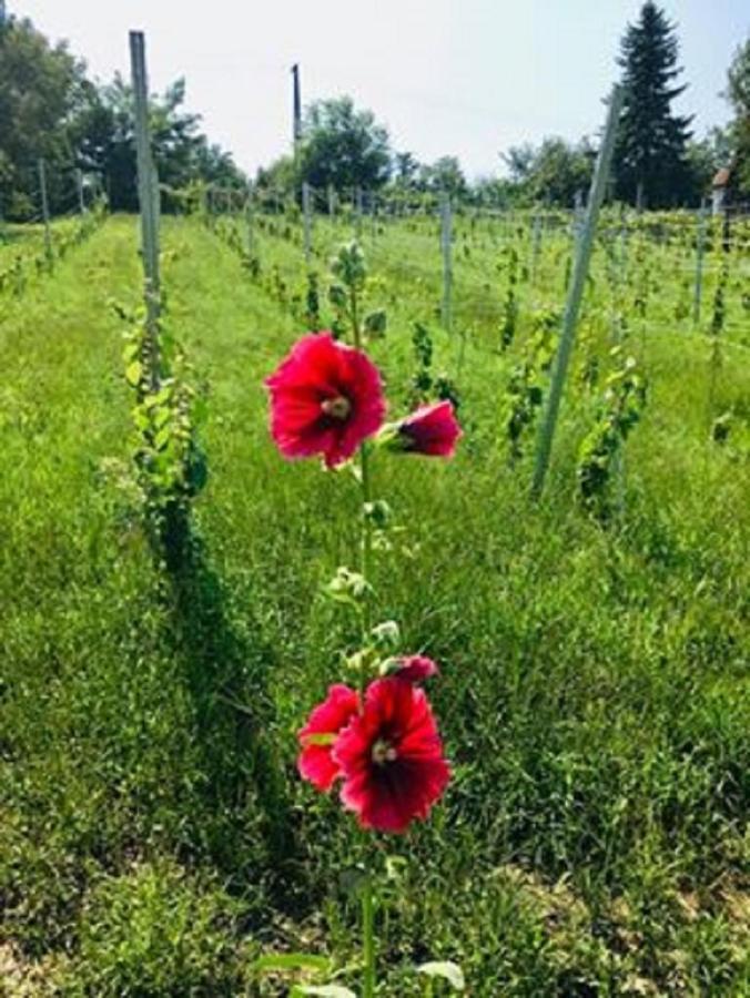 Agnes Almai Agnes Apples Villa Kisapati Екстериор снимка